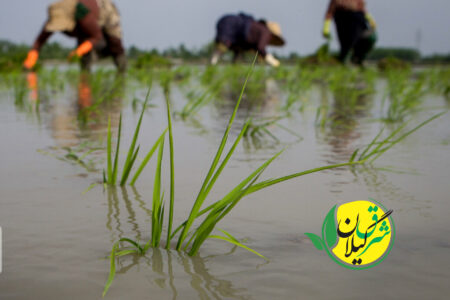 استاندار: مزایای تولید برنج پرمحصول برای کشاورزان گیلانی تبیین شود