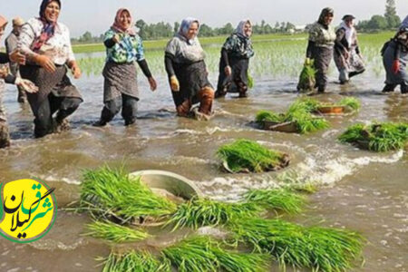 «مادرِ رنج برنج» و ترانه های فولکلوریک شالیزار