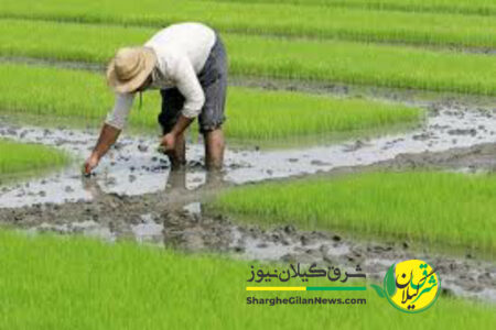 شالیکاران بیمه محصولات کشاورزی را جدی بگیرند / احتمال تنش آبی وجود دارد