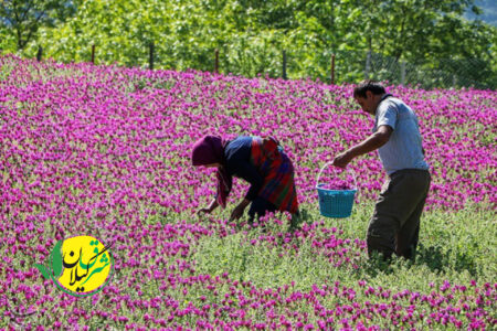 آغاز برداشت گیاه دارویی گل گاوزبان در شهرستان مرزی آستارا