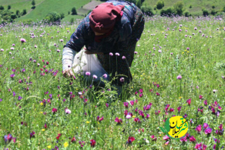 آغاز برداشت گل گاو زبان در شهرستان املش