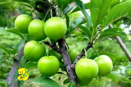 پیش بینی برداشت ۱۶ هزار تنی گوجه سبز (آلوچه) از باغات گیلان