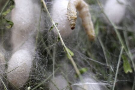 مددجویان گیلان افزون بر ۱۱۰ تن پیله‌تر ابریشم تولید کردند