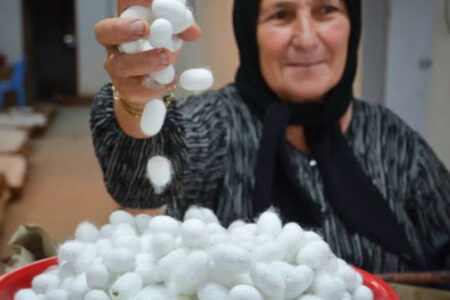 نوغان و ابریشم، میراثی عجین با نام لاهیجان / شهر ابریشم چگونه از ابریشم خالی شد؟