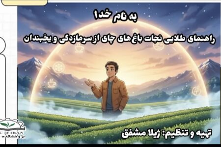 چگونه باغات چای را از سرما و یخ زدگی در امان نگه داریم