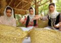 کارگروه تخصصی توسعه زنجیره ابریشم گیلان تشکیل شد