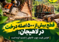 قطع بیش از ۵۰۰ اصله درخت در لاهیجان؛ افزایش قیمت چوب، قاچاق را تشدید کرده است