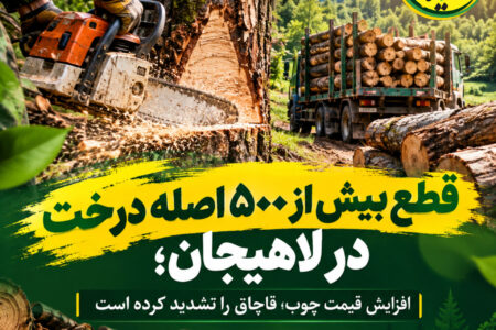 قطع بیش از ۵۰۰ اصله درخت در لاهیجان؛ افزایش قیمت چوب، قاچاق را تشدید کرده است